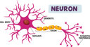 پیش‌نمایش فایل human-neurons-scheme-infographics-dendrite-4704997 از پک علم