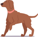 پیش‌نمایش فایل adorable-brown-furry-puppy-with-innocent-expression-and-playful-pose-8686869 از پک افراد با حیوانات