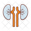 پیش‌نمایش فایل kidney-7218492 از پک زیست‌شناسی