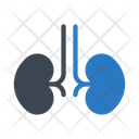پیش‌نمایش فایل kidney-1506914 از پک پزشکی