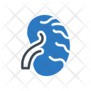 پیش‌نمایش فایل kidney-2419173 از پک پزشک و متخصص