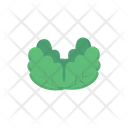پیش‌نمایش فایل cabbage-2878231 از پک سبزیجات