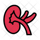 پیش‌نمایش فایل kidney-3337839 از پک کالبدشناسی