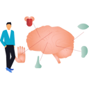 پیش‌نمایش فایل boy-is-showing-the-five-senses-associated-with-the-brain-10698291 از پک مغز