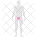 پیش‌نمایش فایل genital-pain از پک Body Pain 