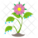 پیش‌نمایش فایل aster-flower-4564372 از پک گل‌ها و گیاهان