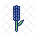 پیش‌نمایش فایل lavender-4671482 از پک گیاهان