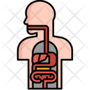 پیش‌نمایش فایل anatomy-5381087 از پک زیست‌شناسی