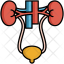 پیش‌نمایش فایل organ-system-5381148 از پک زیست‌شناسی