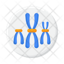 پیش‌نمایش فایل chromosome-5381185 از پک زیست‌شناسی