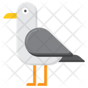 پیش‌نمایش فایل seagull-5386866 از پک دریا و اقیانوس