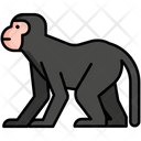 پیش‌نمایش فایل monkey-5385854 از پک طبیعت