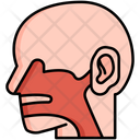 پیش‌نمایش فایل otorhinolaryngology-5708502 از پک پزشکی و مراقبت‌های بهداشتی