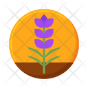 پیش‌نمایش فایل lavender-7953908 از پک فرانسه