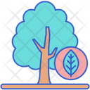 پیش‌نمایش فایل beech-8051417 از پک جنگل