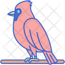 پیش‌نمایش فایل cardinal-8051426 از پک جنگل