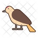 پیش‌نمایش فایل gila-woodpecker-8052300 از پک بیابان
