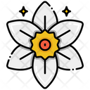 پیش‌نمایش فایل daffodil-8094775 از پک گل