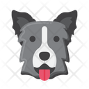 پیش‌نمایش فایل border-collie-dog-8101620 از پک حیوان خانگی