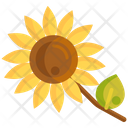 پیش‌نمایش فایل sunflower-2717943 از پک باغبانی