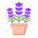 پیش‌نمایش فایل lavender-4279067 از پک گیاهان