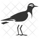 پیش‌نمایش فایل lapwing-bird-10079565 از پک شگفتی‌های طبیعت ۳