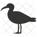 پیش‌نمایش فایل albatross-bird-10078408 از پک شگفتی‌های طبیعت ۱