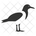 پیش‌نمایش فایل albatross-bird-10078409 از پک شگفتی‌های طبیعت ۱