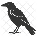 پیش‌نمایش فایل common-raven-bird-10078394 از پک شگفتی‌های طبیعت ۱