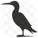 پیش‌نمایش فایل cormorant-bird-10078396 از پک شگفتی‌های طبیعت ۱