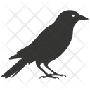 پیش‌نمایش فایل crow-bird-10078392 از پک شگفتی‌های طبیعت ۱