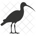 پیش‌نمایش فایل ibis-bird-10078381 از پک شگفتی‌های طبیعت ۱