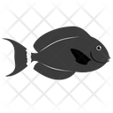 پیش‌نمایش فایل black-surgeon-fish-1962775 از پک ماهی