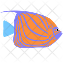 پیش‌نمایش فایل blue-ring-angelfish-1962769 از پک ماهی