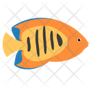 پیش‌نمایش فایل flame-angelfish-1962810 از پک ماهی