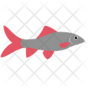 پیش‌نمایش فایل labeo-bicolor-fish-1962798 از پک ماهی