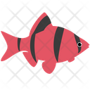 پیش‌نمایش فایل red-tiger-barb-glofish-1962796 از پک ماهی