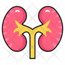 پیش‌نمایش فایل renal-organ-10642689 از پک کالبدشناسی انسان