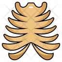 پیش‌نمایش فایل rib-cage-10642690 از پک کالبدشناسی انسان