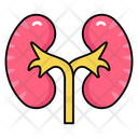 پیش‌نمایش فایل renal-organ-10642546 از پک کالبدشناسی انسان