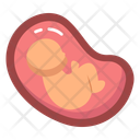 پیش‌نمایش فایل uterus-10642327 از پک کالبدشناسی انسان