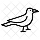 پیش‌نمایش فایل raven-3233867 از پک پرنده
