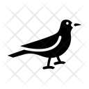 پیش‌نمایش فایل crow-3238590 از پک پرنده