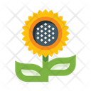 پیش‌نمایش فایل sunflower-5657959 از پک گل‌ها