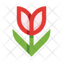 پیش‌نمایش فایل tulip-5657960 از پک گل‌ها