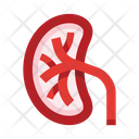 پیش‌نمایش فایل kidney-8605994 از پک کالبدشناسی