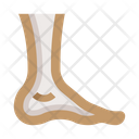 پیش‌نمایش فایل leg-8606000 از پک کالبدشناسی